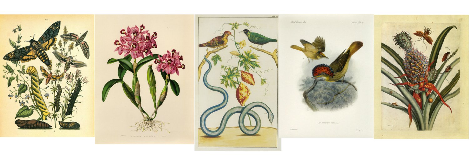 GalleryBotanica's profile banner image
