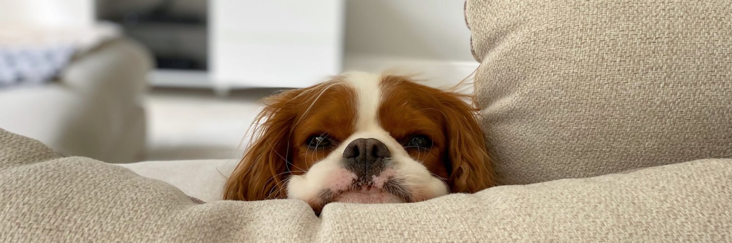 Cʜᴀʀʟᴏᴛᴛᴇ banner