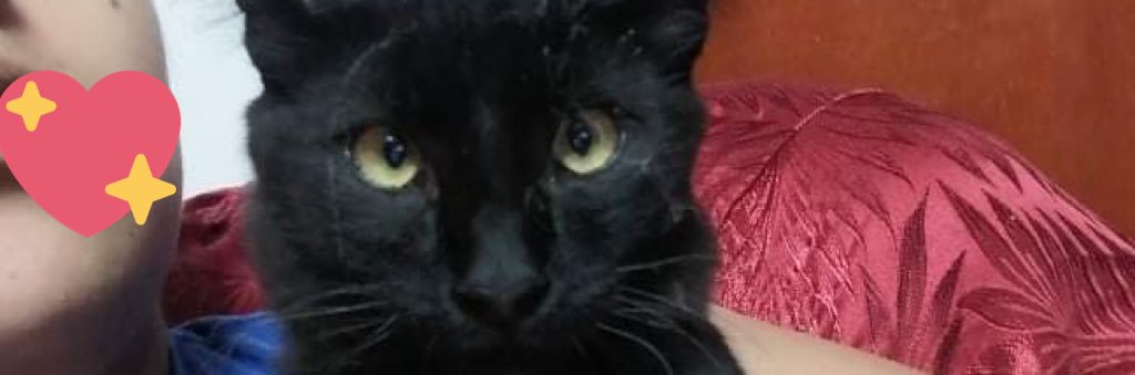Soy Melanie banner