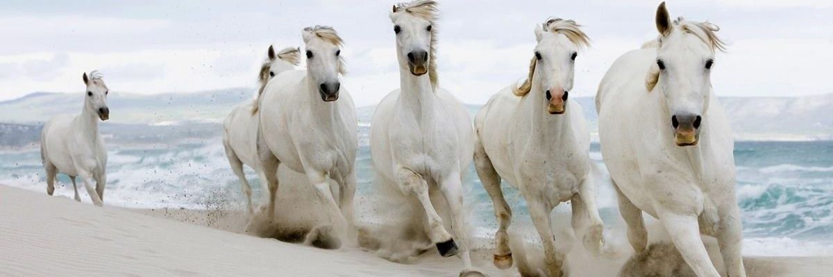 Baly_Sher's profile banner image
