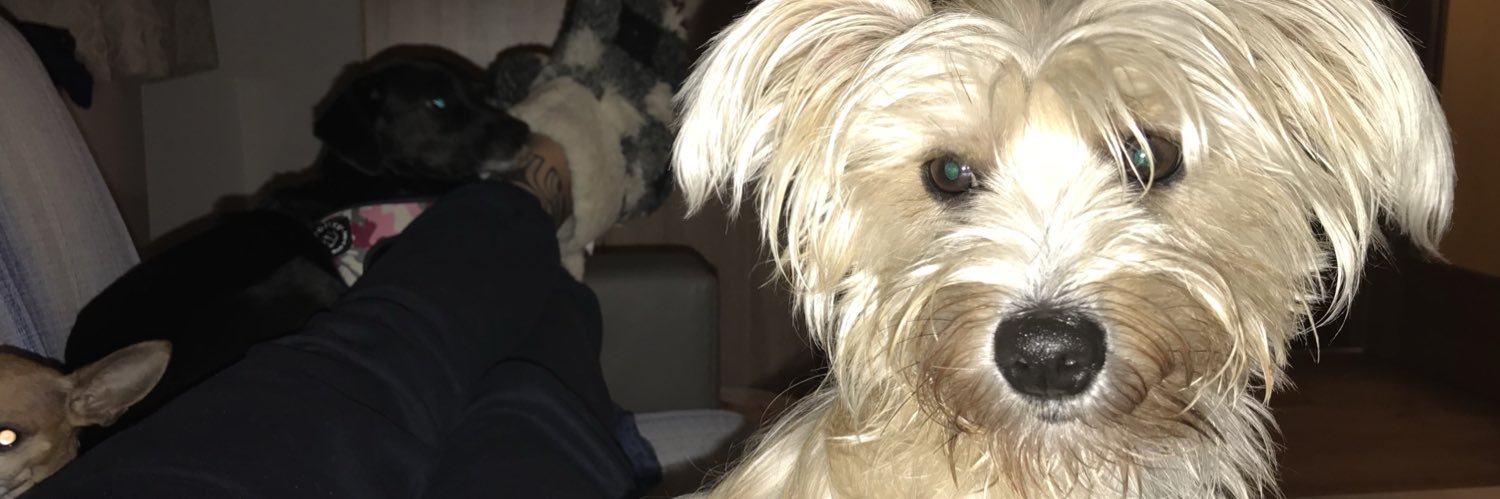 BellaBovi's profile banner image