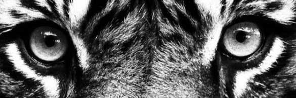 Diana Stretton banner