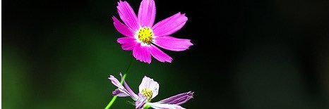 samanoor162's profile banner image