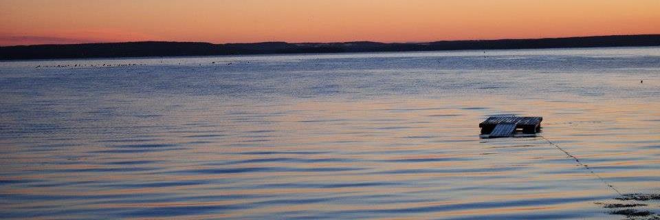 LiloWilliams's profile banner image
