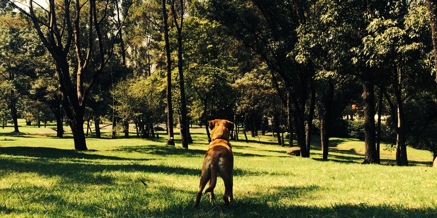 BegoZC's profile banner image