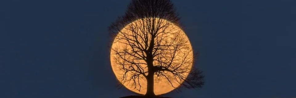 MrNicewildguy's profile banner image