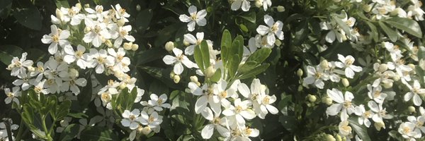 acl1504 Profile Banner