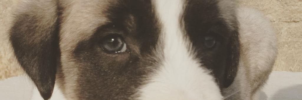 Mustafa_86_12's profile banner image