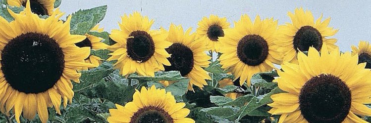 hfoster24's profile banner image