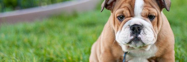 Plenty Animals banner