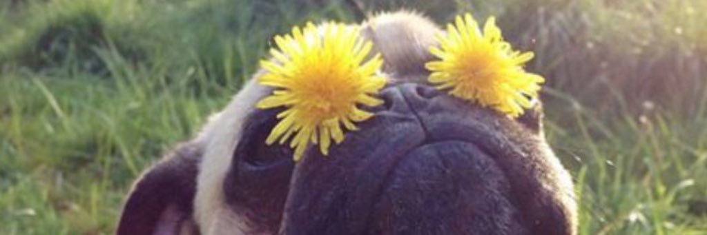 amylabaj's profile banner image