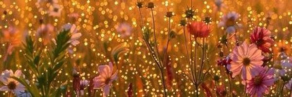 daniwolff09 Profile Banner