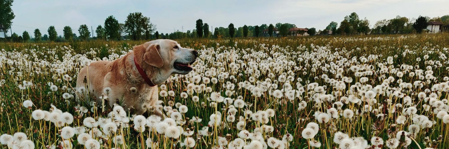 herokillyourego's profile banner image