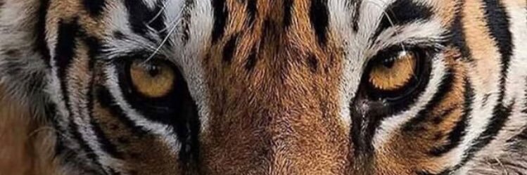 JCIII 🤴🏾 banner