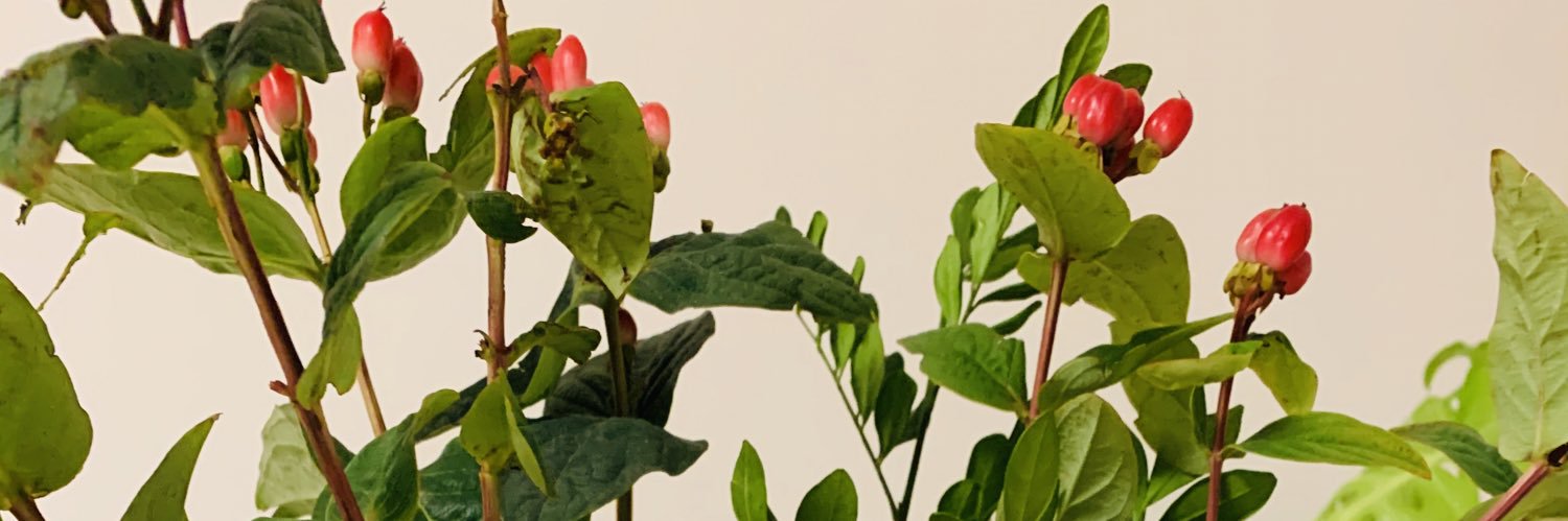 Lady_ibg's profile banner image