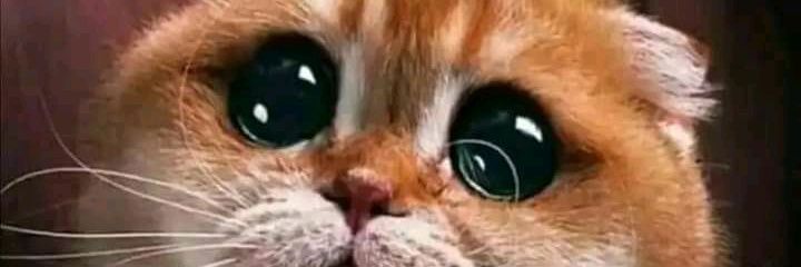 Axelopez99's profile banner image