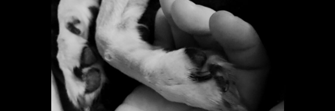 SharaKennedy's profile banner image