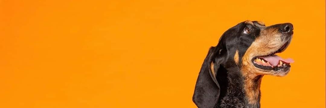 THEOrangeDog's profile banner image