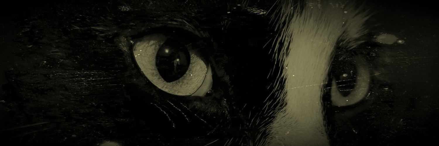 ksolisval's profile banner image