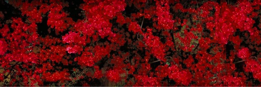 savanahsturm's profile banner image
