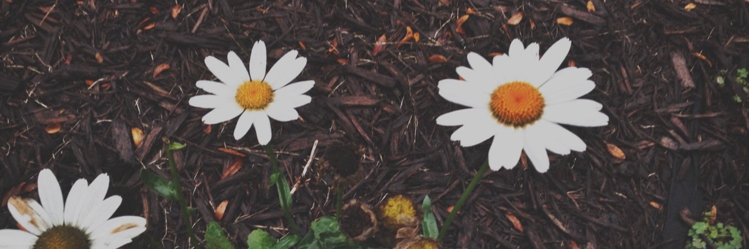 Lind_Z99's profile banner image