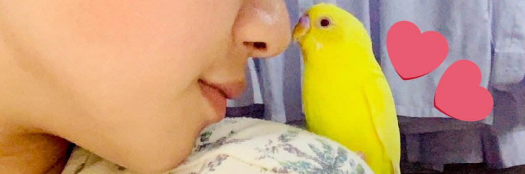 Minamidan's profile banner image