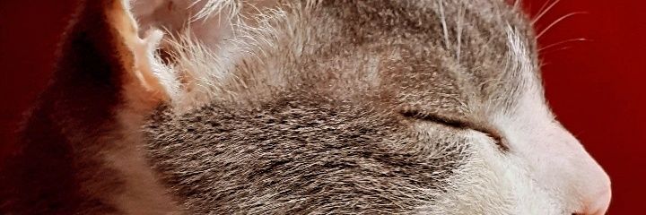 AClaramaldonado's profile banner image
