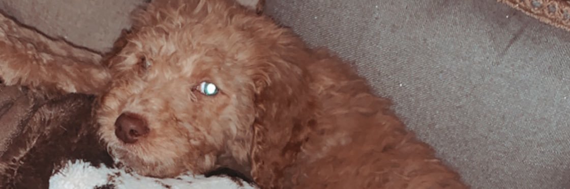raayleigh's profile banner image