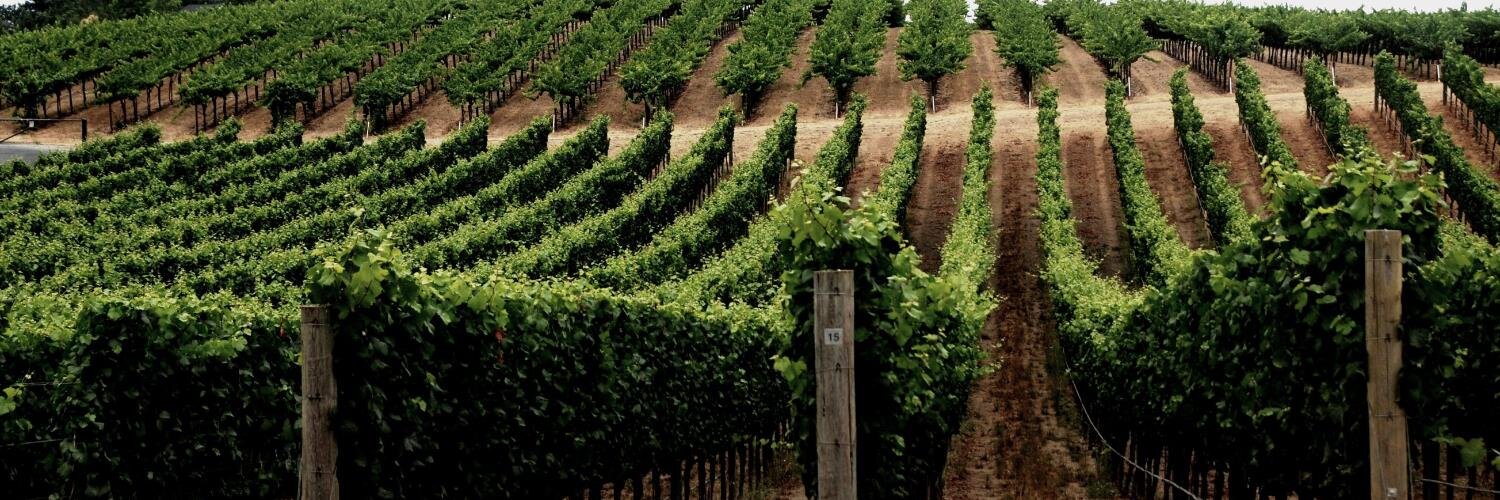 Winecations's profile banner image