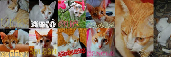 vivien_pawid Profile Banner