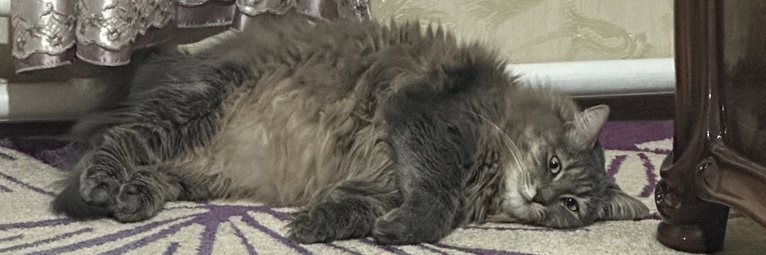 Elyabear's profile banner image
