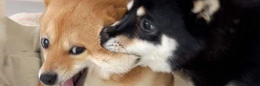howrruuu's profile banner image