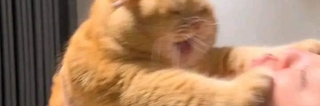 dibdibbys's profile banner image