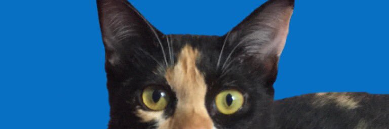 IzzaLailaa's profile banner image
