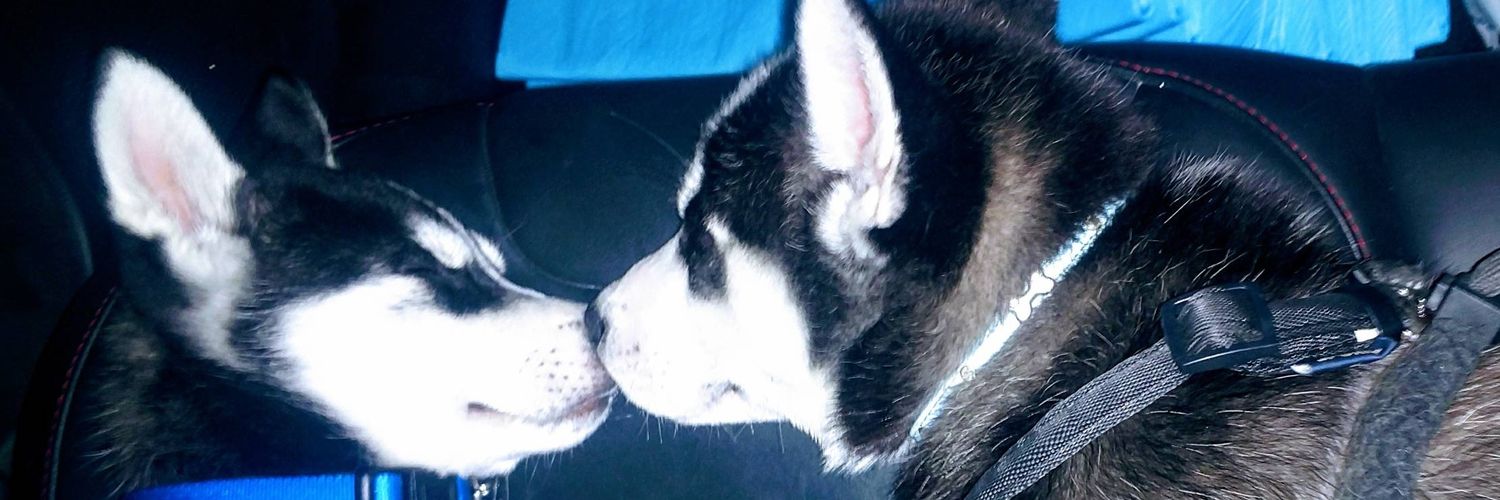 RusherHusky's profile banner image