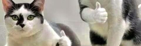 TheFirewarden's profile banner image
