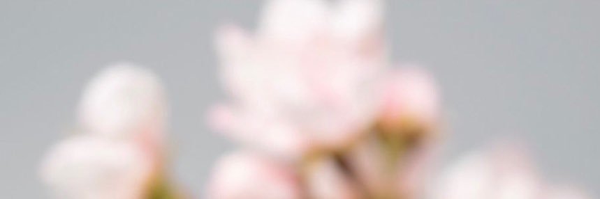 T_SarahBourisli's profile banner image