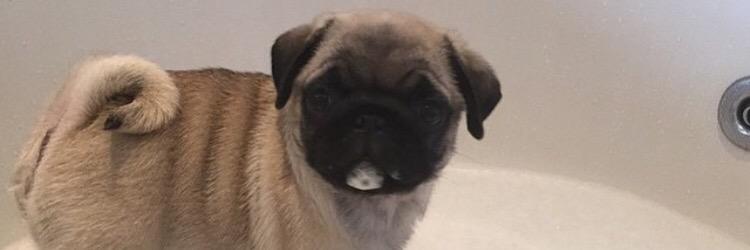 natalie994's profile banner image