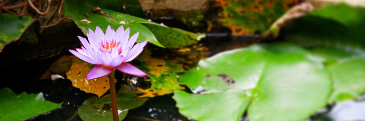 joytwitting's profile banner image