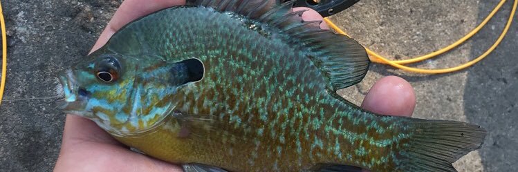 fishengelbert's profile banner image