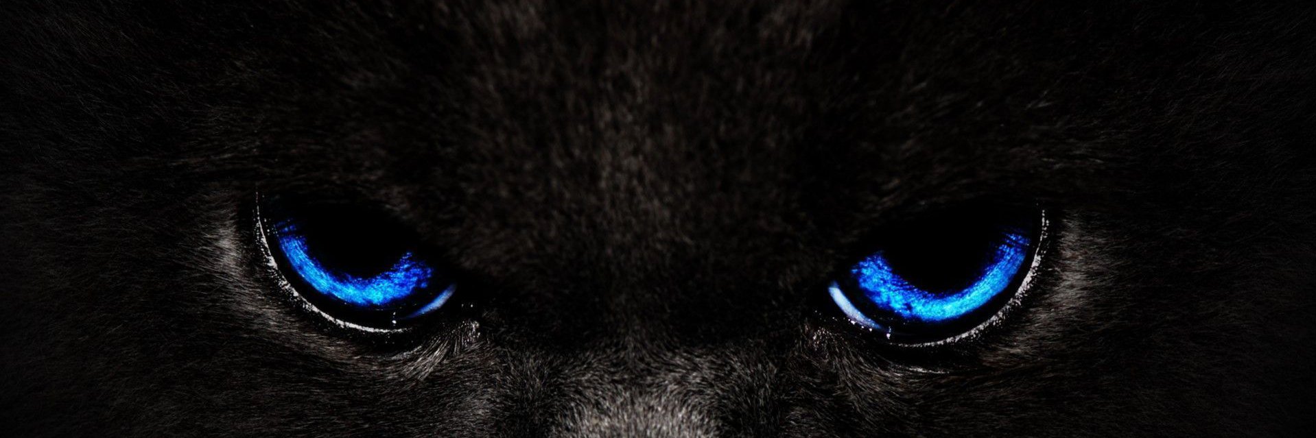 🦦 banner