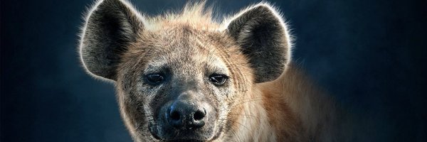 mandi_stark Profile Banner