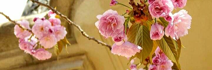 SpiritbearNY 🐦 🇺🇦 banner