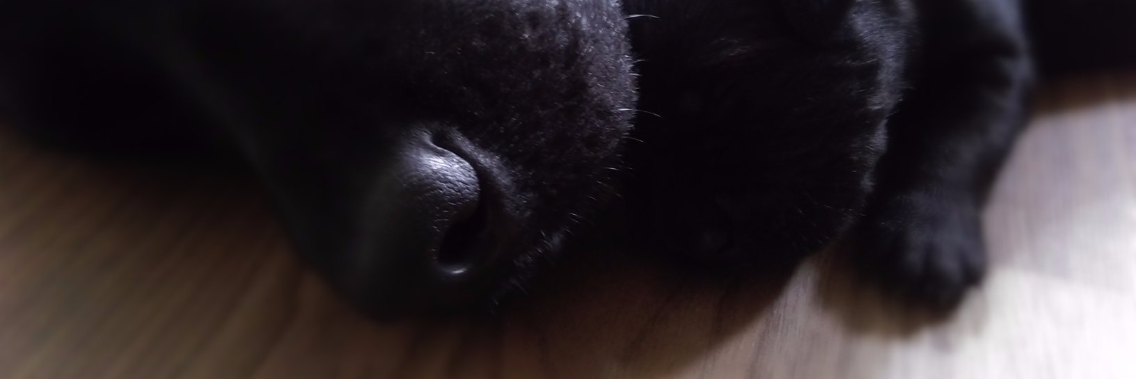 Anshika Srivastava banner