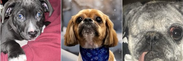 ThugPugMom Profile Banner