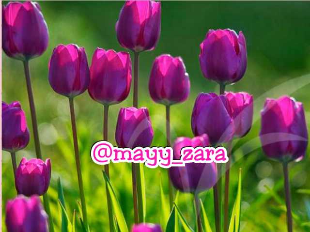 PrincessMayy_'s profile banner image