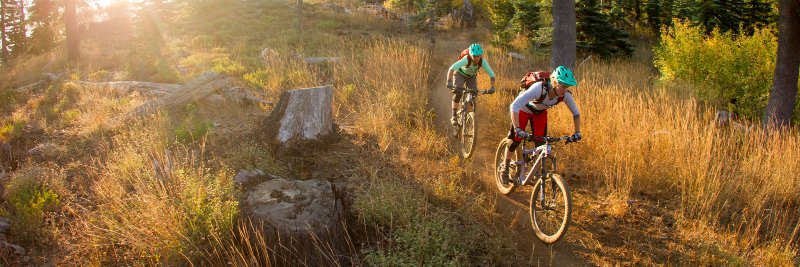 Andre van Aarde banner