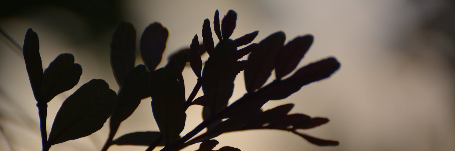 WSpiess's profile banner image