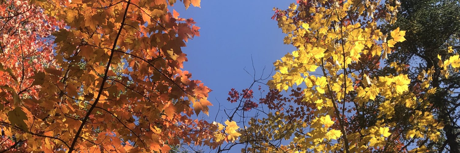 SabrinaBlek's profile banner image