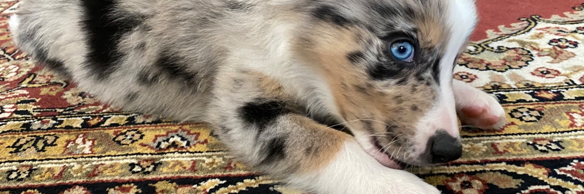 Matthew Linder banner